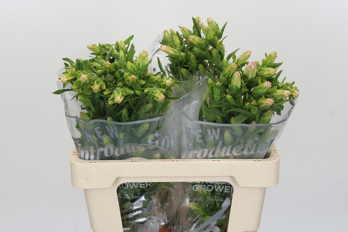 <h4>Campanula Medium Campana Pink</h4>