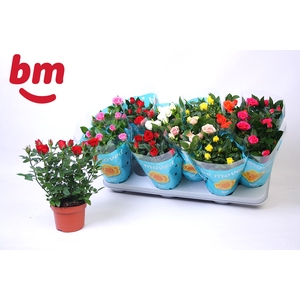 RO B MONDE GEM 7 SRT