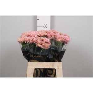 Di St Lege Pink