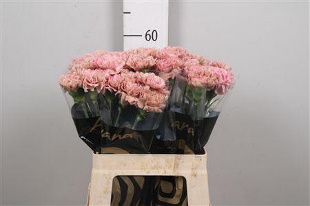 <h4>Di St Lege Pink</h4>