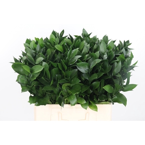 Ruscus