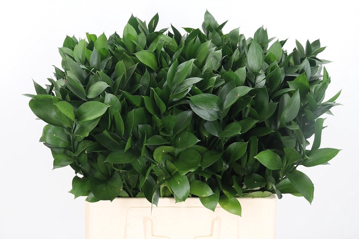 <h4>Ruscus</h4>