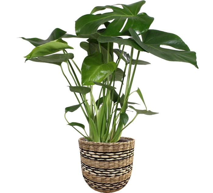 <h4>Monstera Deliciosa in Nairobi mand</h4>