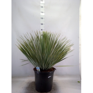 Yucca rostrata