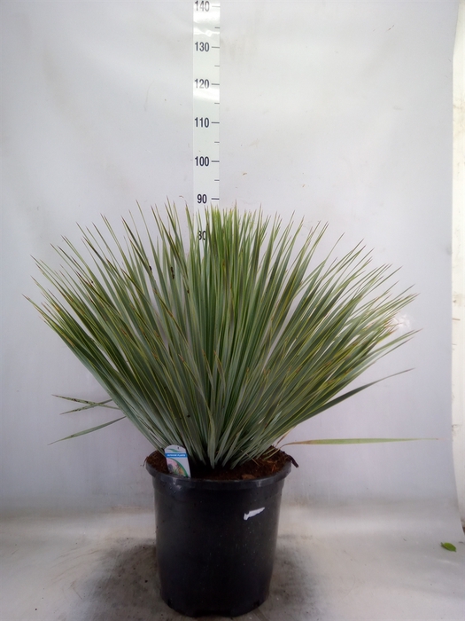 <h4>Yucca rostrata</h4>