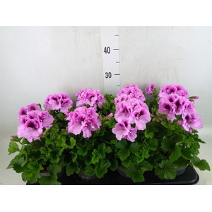 Pelargonium gran.   ..