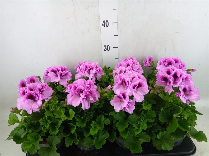 <h4>Pelargonium gran.   ..</h4>