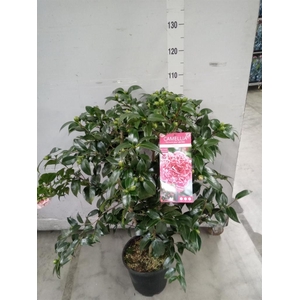 Camellia   ...