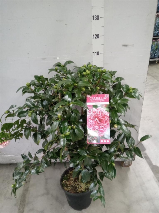 <h4>Camellia   ...</h4>