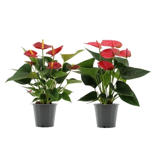 Anthurium 12 cm Red & Pink mix in transparant sleeve