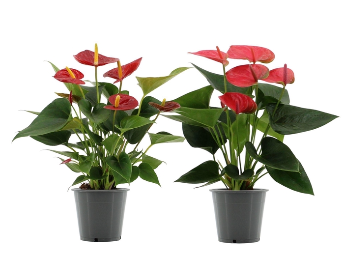 <h4>Anthurium 12 cm Red & Pink mix in transparant sleeve</h4>