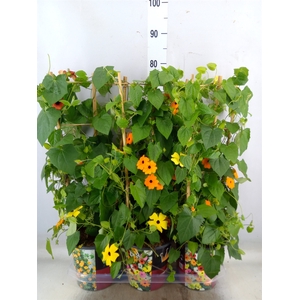 Thunbergia alata