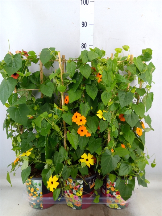 <h4>Thunbergia alata</h4>