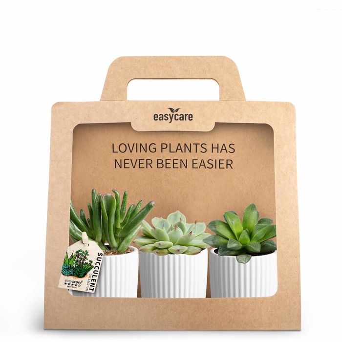 <h4>3-Pack Nordic White</h4>