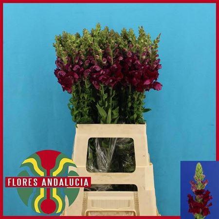 <h4>Antir Poto Red</h4>