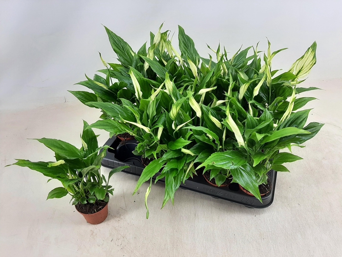 <h4>SPATH CHOPIN</h4>