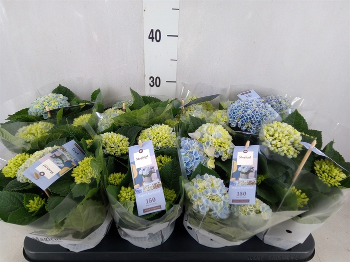 <h4>Hydrangea mac. 'Magical Revolution'</h4>