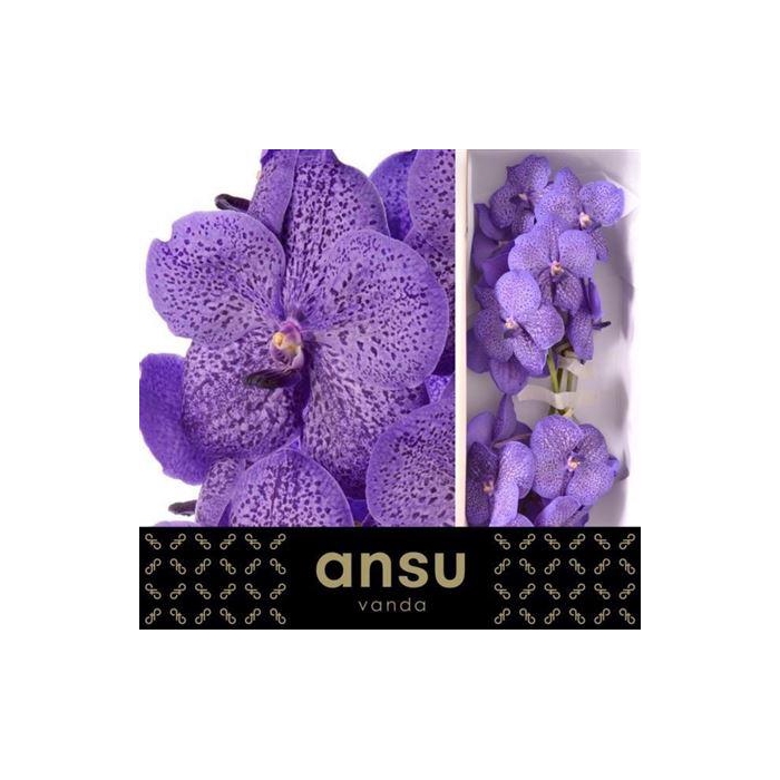 <h4>Vanda Su Lave Sprink</h4>