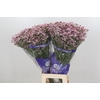 Limonium Pink Diamond