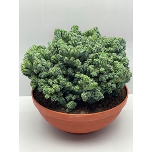 CACTUS OV