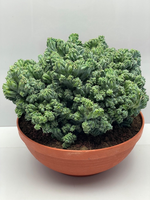 <h4>CACTUS OV</h4>
