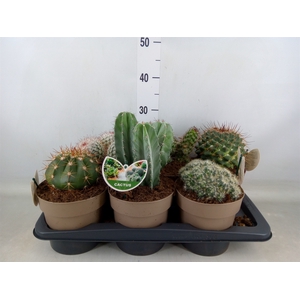 Cactus   ...mix
