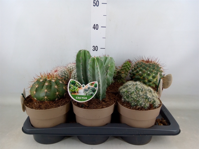 <h4>Cactus   ...mix</h4>