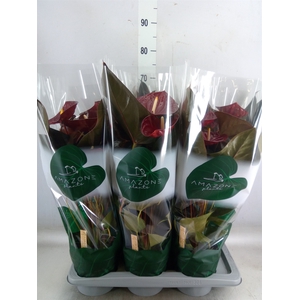 Anthurium andr. 'Delicata'