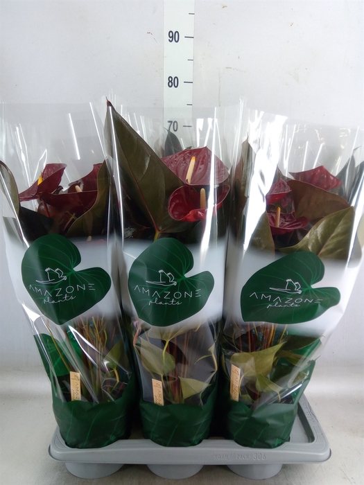 <h4>Anthurium andr. 'Delicata'</h4>