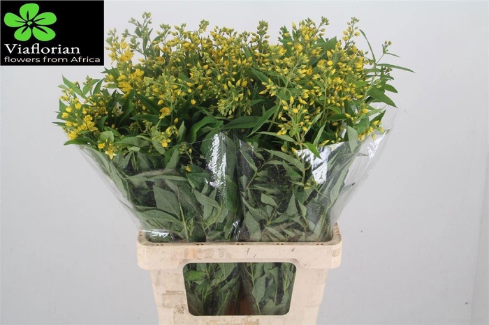 <h4>LYSIM VULGARIS</h4>