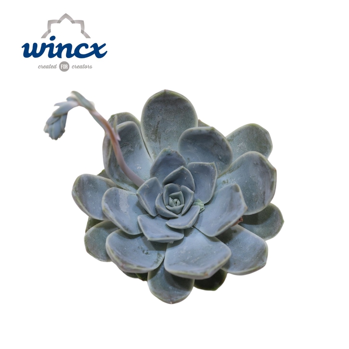 <h4>Echeveria Snowbunny Cutflower Wincx-8cm</h4>