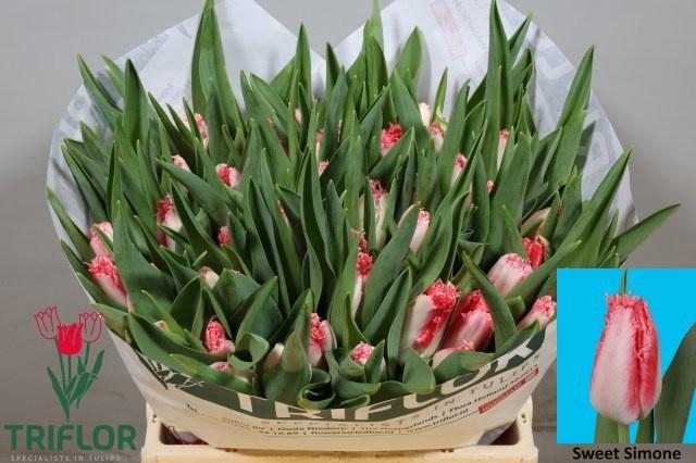 <h4>TU FR SWEET SIMONE</h4>