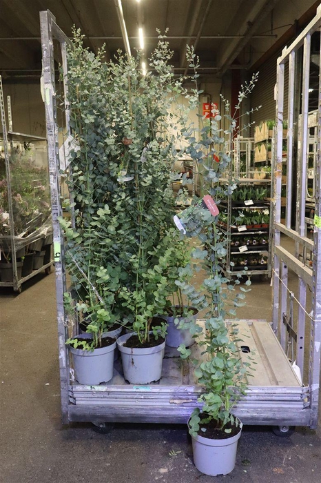 <h4>Eucal Gunnii</h4>