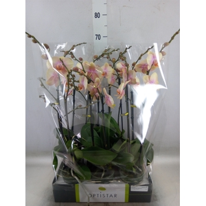 Phalaenopsis   ...orange