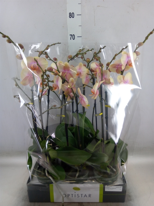 <h4>Phalaenopsis   ...orange</h4>
