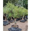 Olea Europaea Vertakt P80 H240 Nr8