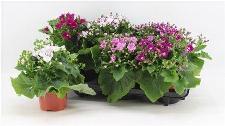 <h4>Peri C Venez Gem</h4>