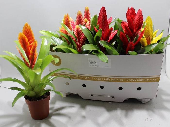 <h4>VRIES GEM 8 SRT</h4>