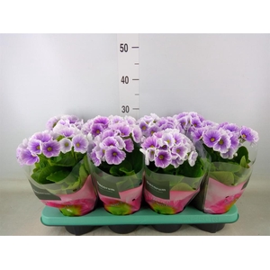 Primula obcon. 'Touch Me Blue Whit'