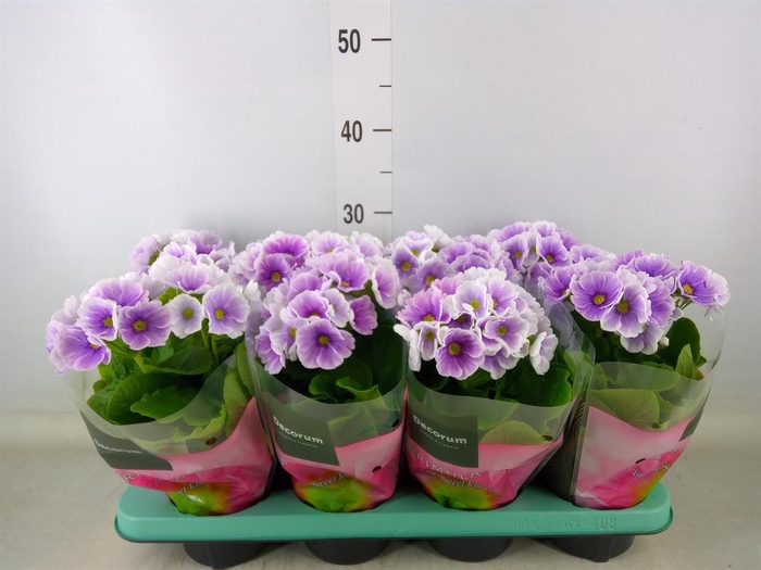 <h4>Primula obcon. 'Touch Me Blue Whit'</h4>