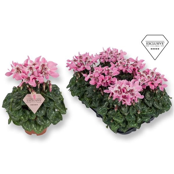 <h4>Cyclamen persicum kleinbloemig Super Serie Angels</h4>