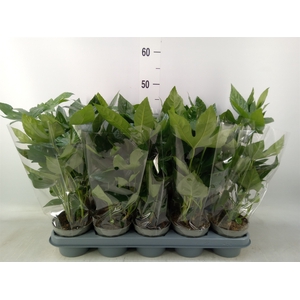 Fatsia japonica   ...
