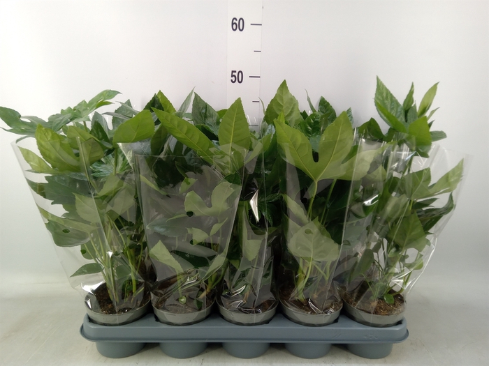 <h4>Fatsia japonica   ...</h4>