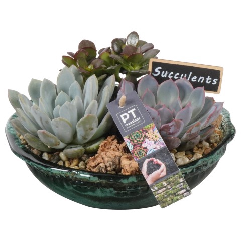 PTSU6183 Arrangementen succulenten