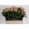 Paeonia Jacorma