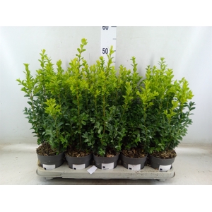 Buxus semp.   ...