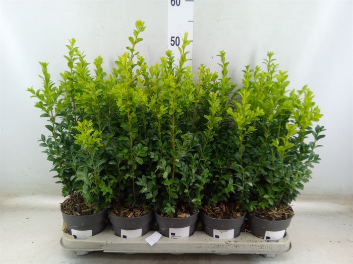 <h4>Buxus semp.   ...</h4>