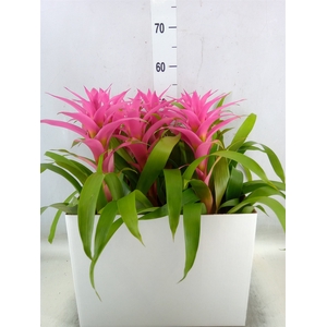 Guzmania  'Suerte Cerise