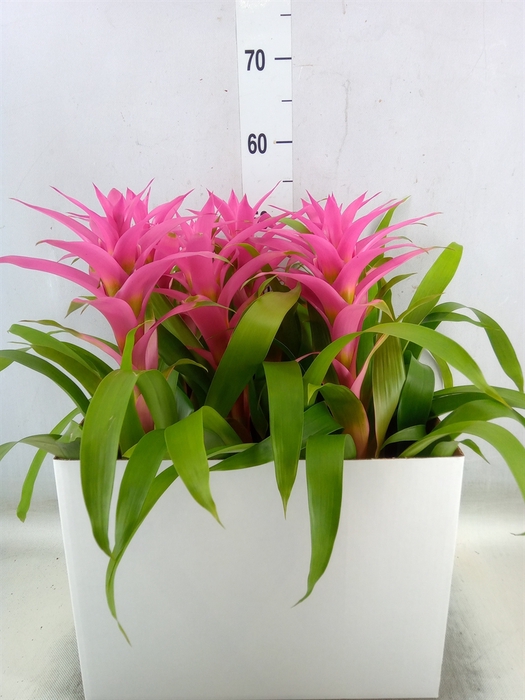 <h4>Guzmania  'Suerte Cerise</h4>
