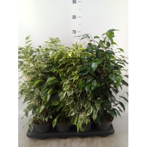 Ficus benja.   ...mix